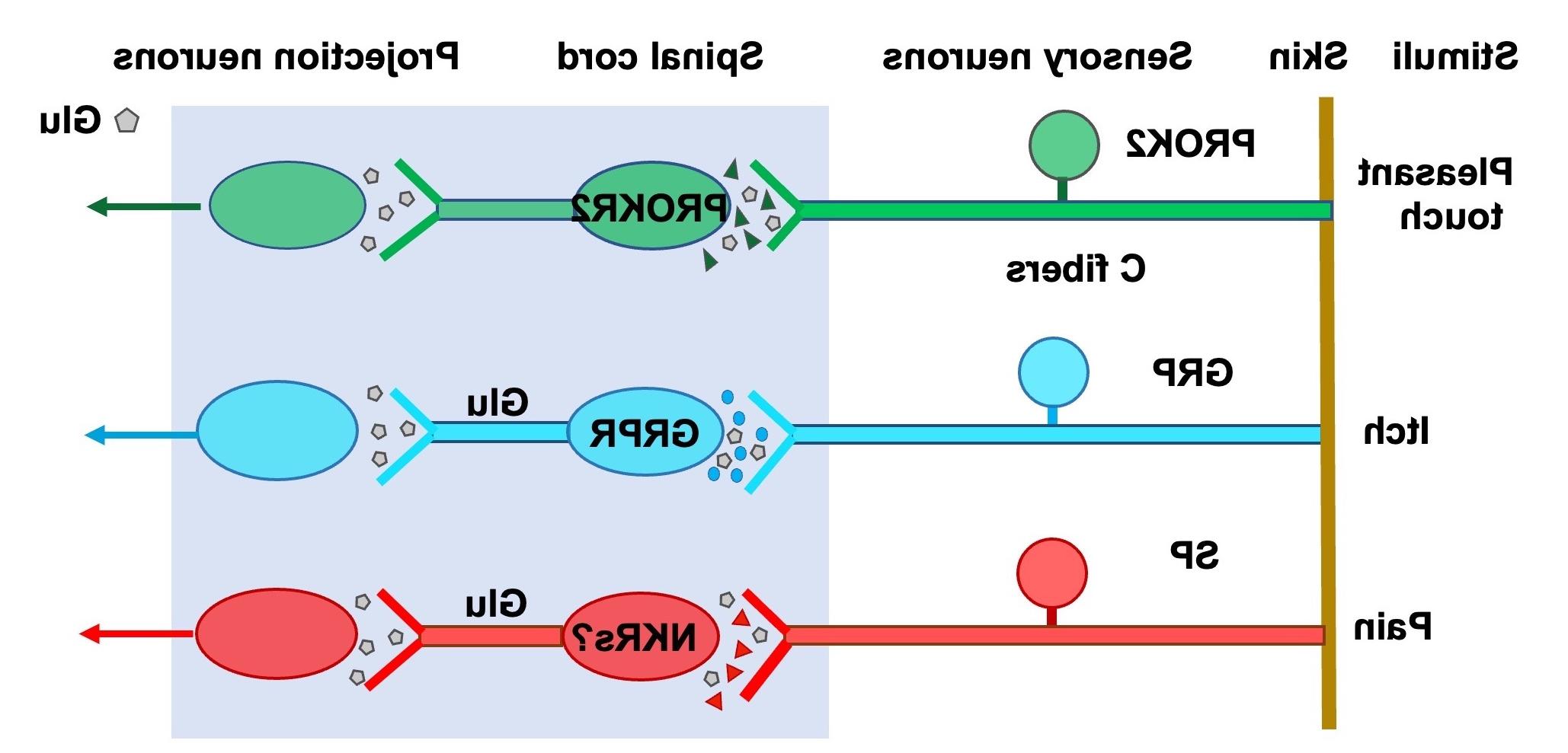 Figure 1 neuropeptide code.jpg